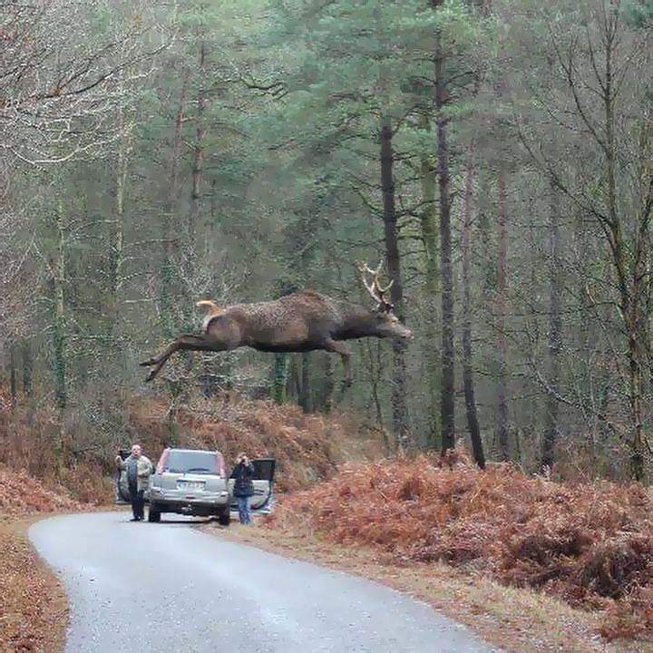 jumping elk - Ext