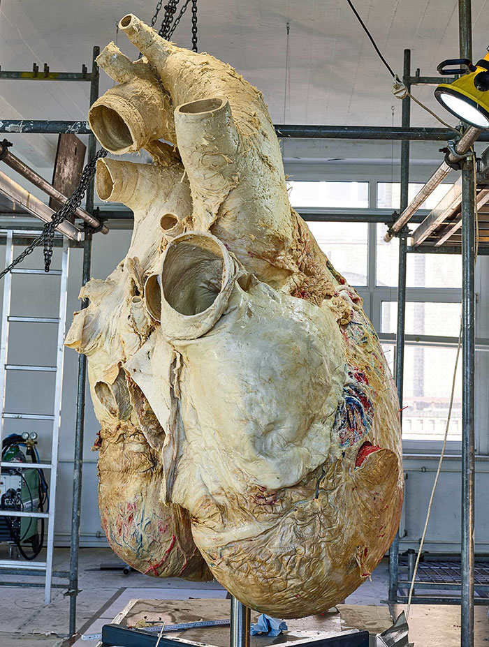 largest animal heart