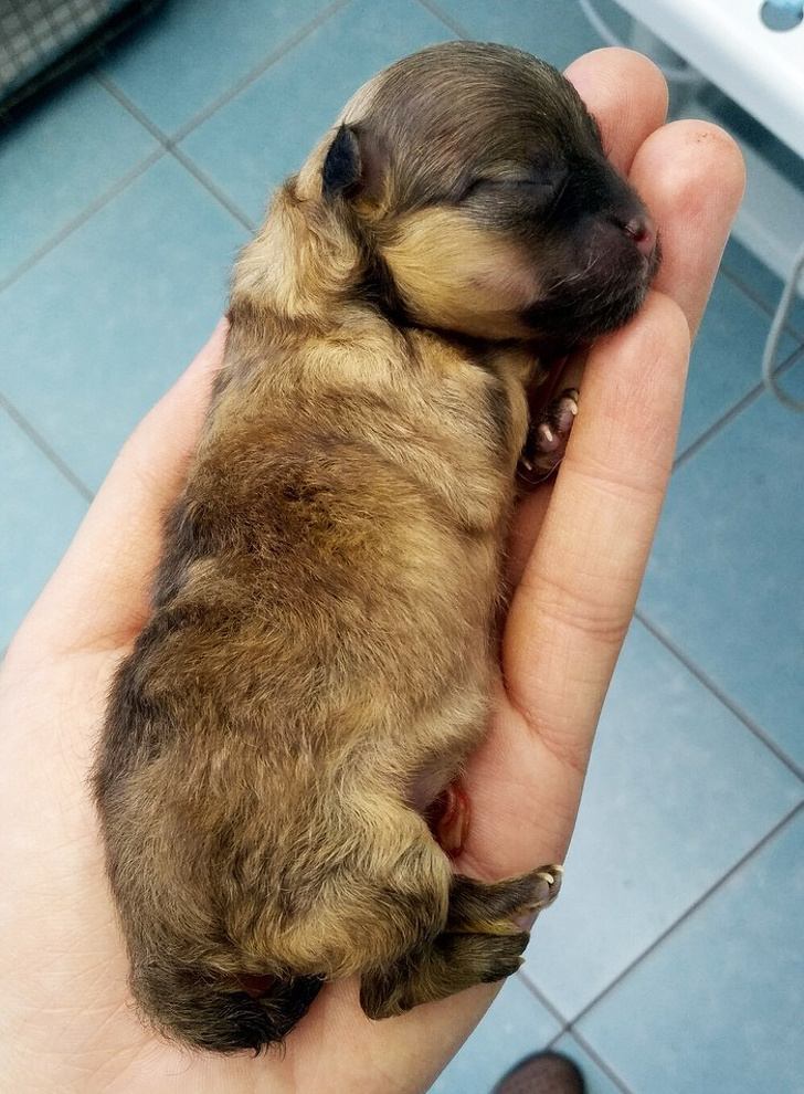 Student veterinarian save this new born puppy.