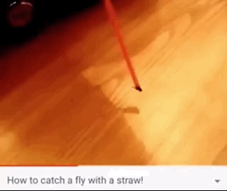 orange - How to catch a fly with a straw!