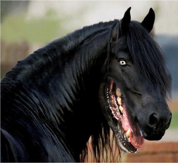horse dog mouth