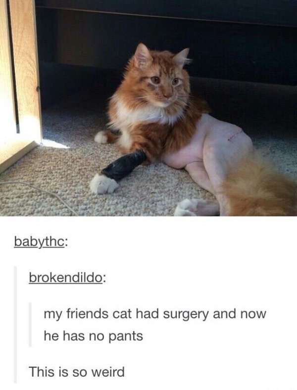 naked animal funny - babythc brokendildo my friends cat had surgery and now he has no pants This is so weird