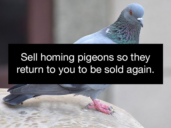 pigeon - Sell homing pigeons so they return to you to be sold again.