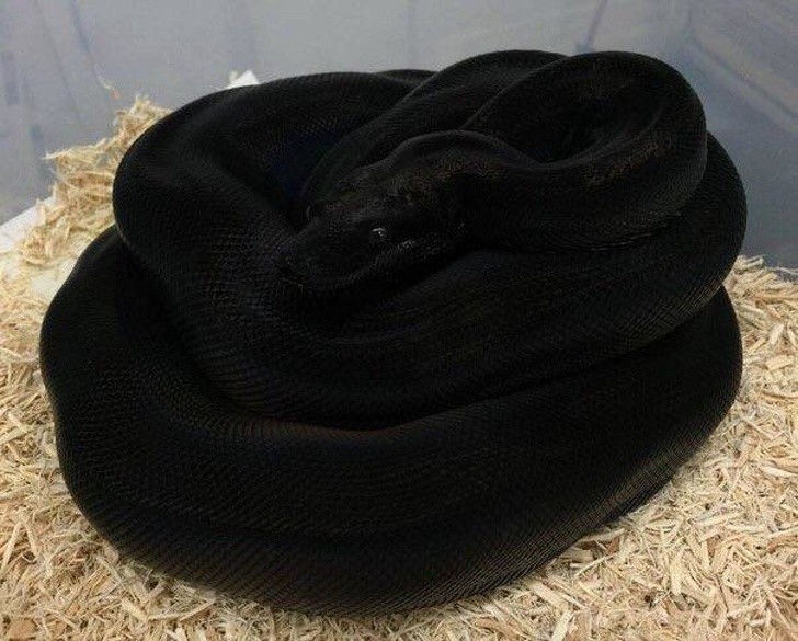 snake black python