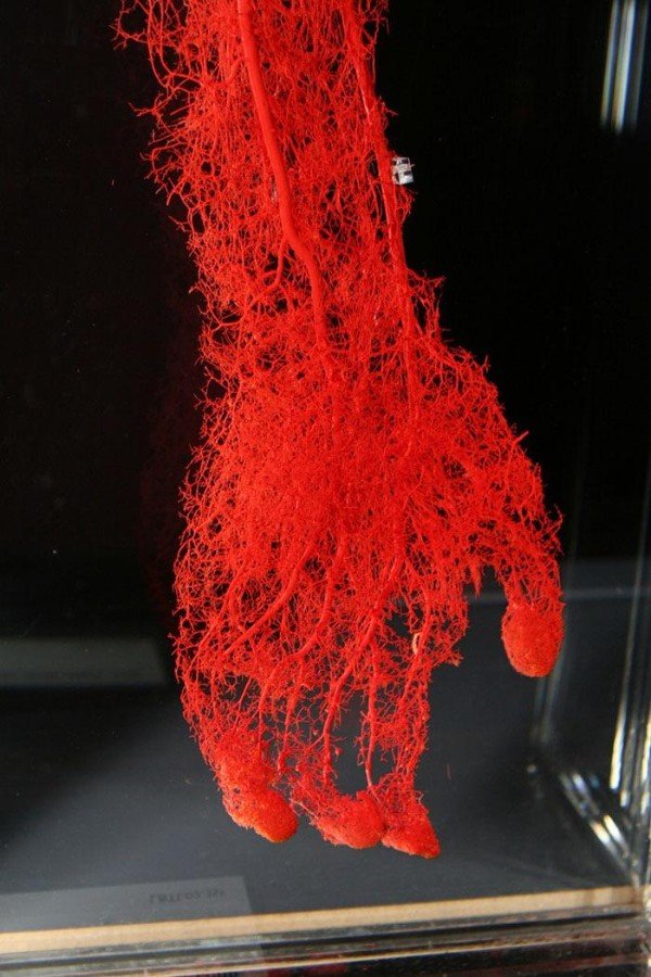 The blood vessels in a hand.