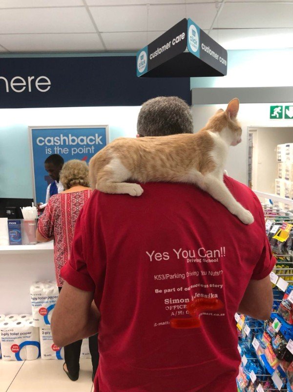 Man and a cat shopping at a mall.