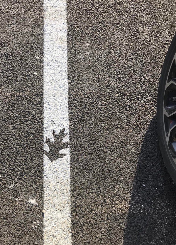 The outline of a leaf that was left behind when the stripes on this parking lot were painted.