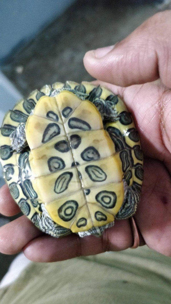 Turtle has a smiley face in its shell belly.