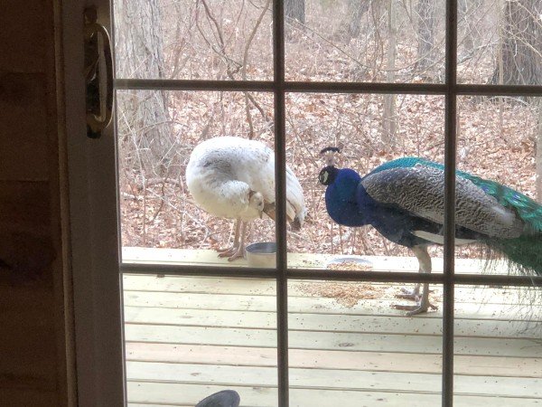 Random Peacocks outside the door.