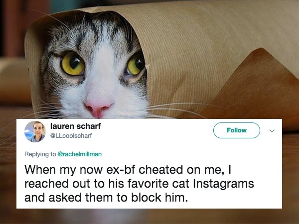 cats hq - lauren scharf When my now exbf cheated on me, reached out to his favorite cat Instagrams and asked them to block him.