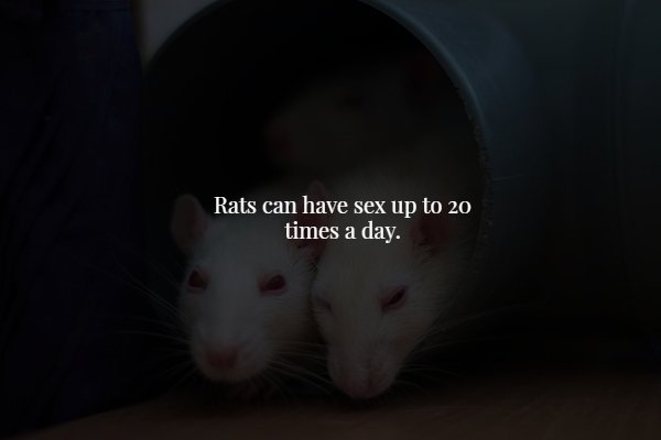 rat - Rats can have sex up to 20 times a day.