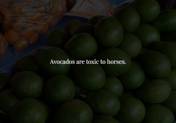 persian lime - Avocados are toxic to horses.