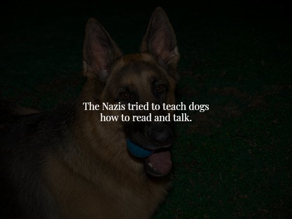 snout - The Nazis tried to teach dogs how to read and talk.