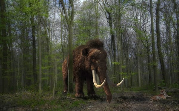 Mammoths went extinct over 1,000 years after the Great Pyramids were built.