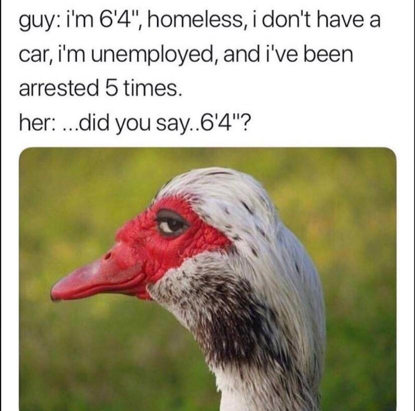 duck reference - guy i'm 6'4", homeless, i don't have a car, i'm unemployed, and i've been arrested 5 times. her ...did you say..6'4"?
