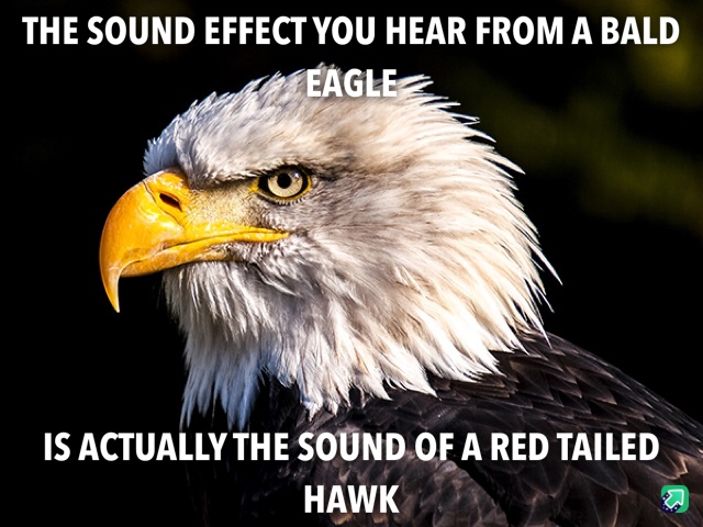 eagle wallpaper 4k - The Sound Effect You Hear From A Bald Eagle Is Actually The Sound Of A Red Tailed Hawk