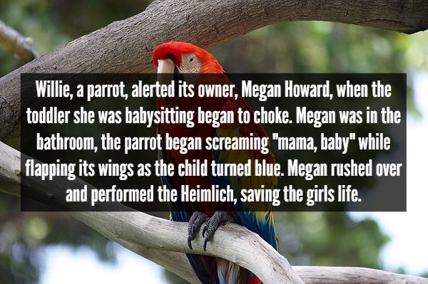 split rock lighthouse state park - Willie, a parrot, alerted its owner, Megan Howard, when the toddler she was babysitting began to choke. Megan was in the bathroom, the parrot began screaming "mama, baby" while flapping its wings as the child turned blue