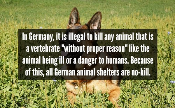 grass - In Germany, it is illegal to kill any animal that is a vertebrate "without proper reason" the animal being ill or a danger to humans. Because of this, all German animal shelters are nokill.