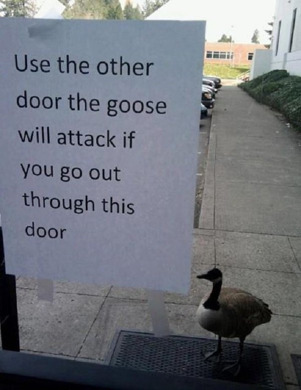 angry goose - Use the other door the goose will attack if you go out through this door