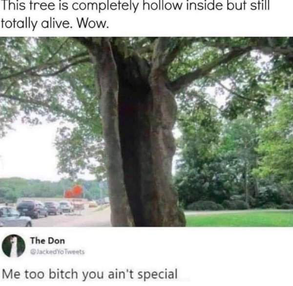 tree memes - This tree is completely hollow inside but still totally alive. Wow. The Don Jacked Yo Tweets Me too bitch you ain't special