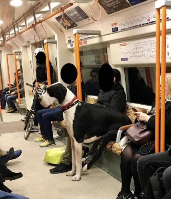 30 Strange things spotted on the subway.