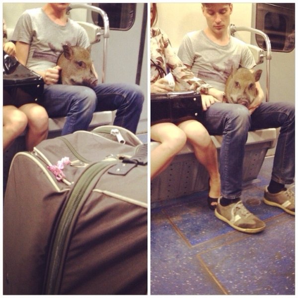 30 Strange things spotted on the subway.