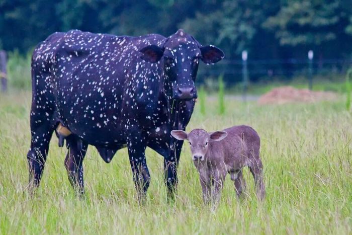 Cow Looks Like it's from Outer Space