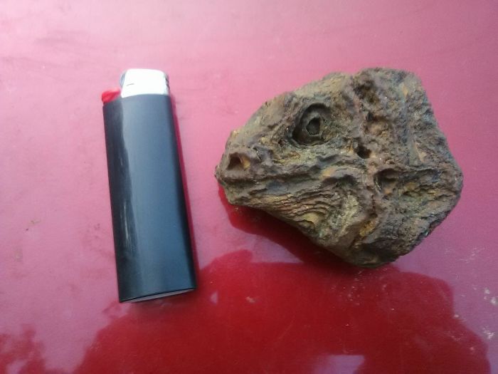 This Rock Looks Like A Iguana Head