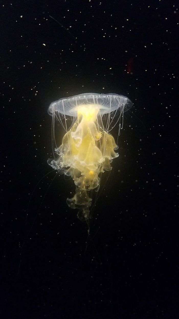 A jellyfish looks like it's in space