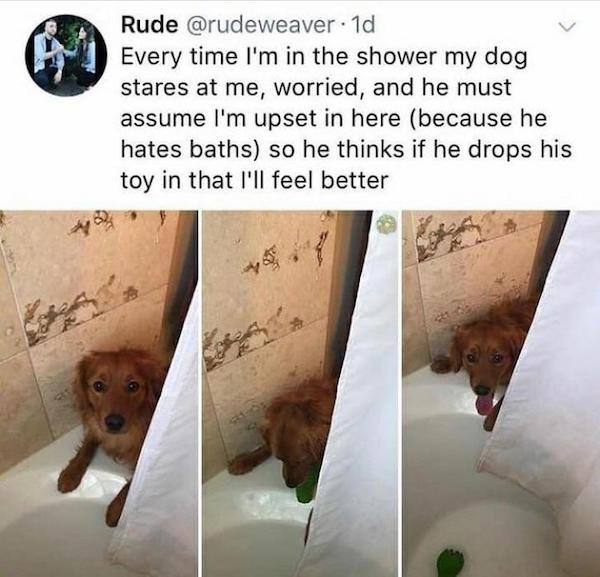 hate when im in the shower meme - Rude . 1d Every time I'm in the shower my dog stares at me, worried, and he must assume I'm upset in here because he hates baths so he thinks if he drops his toy in that I'll feel better