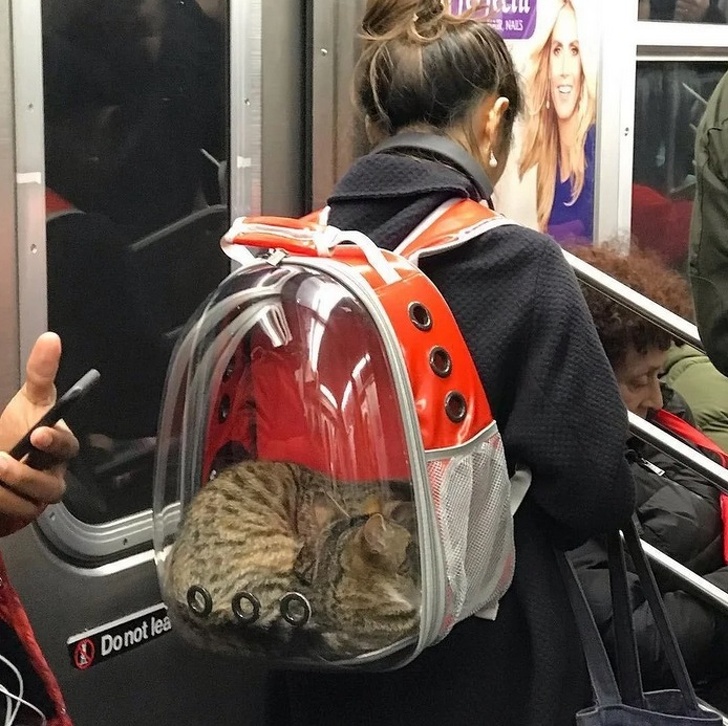 Backpack for transporting pets.