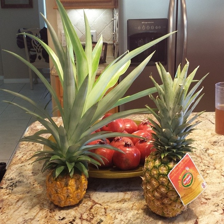 Pineapple with unusual proportions.