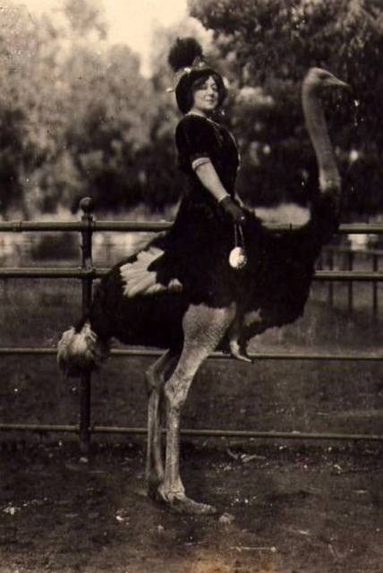 historical photo of woman on an ostrich bird