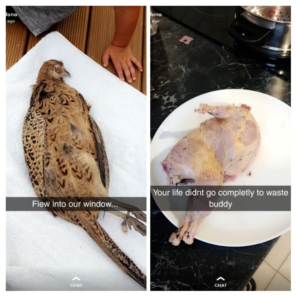 Jono ago Jono ago Your life didnt go completly to waste buddy Flew into our window... Chat Chat