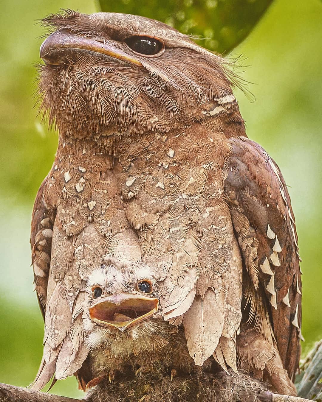 large frogmouth