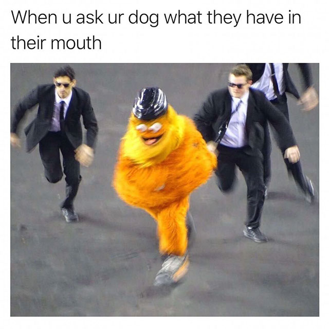 gritty running meme - When u ask ur dog what they have in their mouth