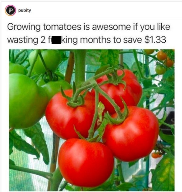 growing tomatoes meme - pubity Growing tomatoes is awesome if you wasting 2 f king months to save $1.33