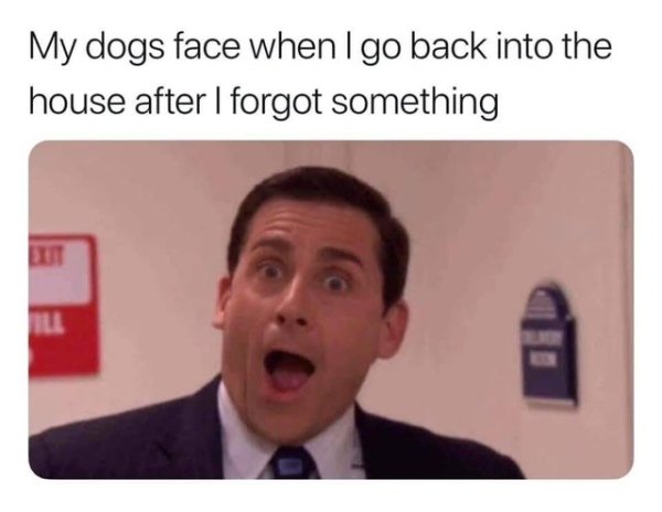 my dogs face when i go back - My dogs face when I go back into the house after I forgot something