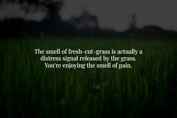 grass - The smell of freshcutgrass is actually a distress signal released by the grass. You're enjoying the smell of pain.