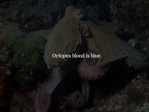 octopus - Octopus blood is blue.