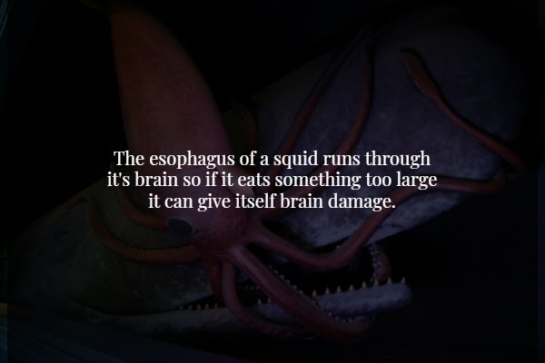 darkness - The esophagus of a squid runs through it's brain so if it eats something too large it can give itself brain damage.