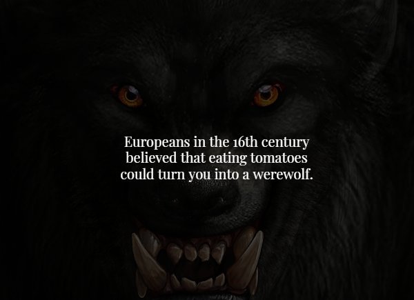 snout - Europeans in the 16th century believed that eating tomatoes could turn you into a werewolf.