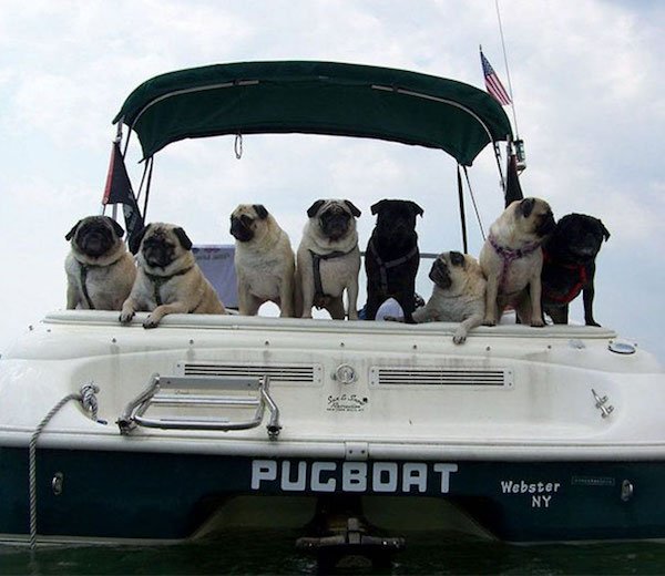 boat pug