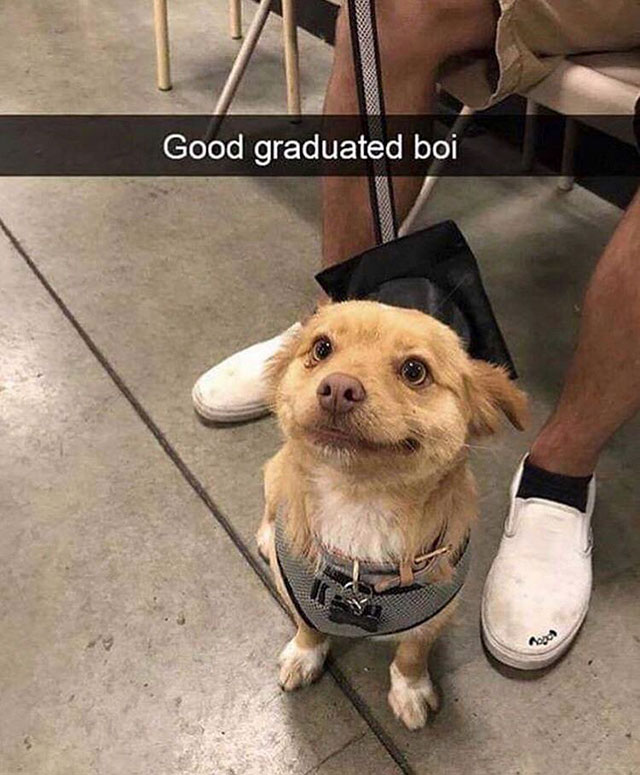 heckin good boy - Good graduated boi