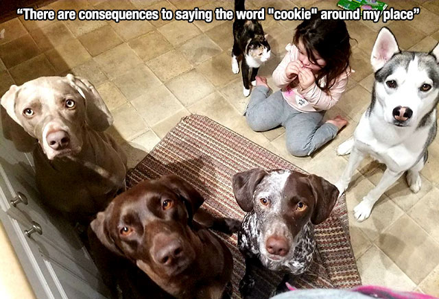 photo caption - "There are consequences to saying the word "cookie" around my place