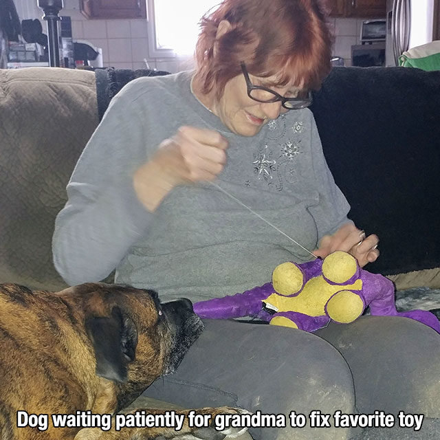 dog - Dog waiting patiently for grandma to fix favorite toy