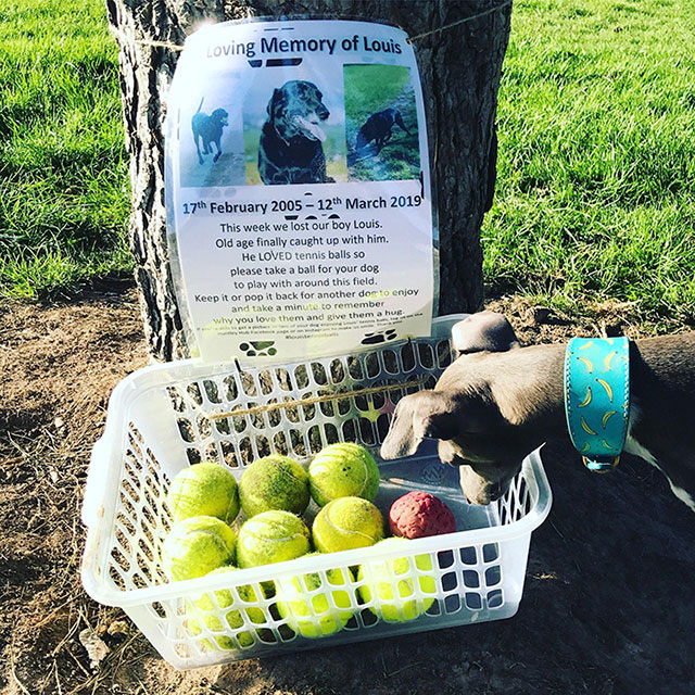 grass - 125 Loving Memory of Louis este 8 A Na 17th 12th This week we lost our boy Louis. Old age finally caught up with him. He Loved tennis balls so please take a ball for your dog to play with around this field. Keep it or pop it back for another doe t