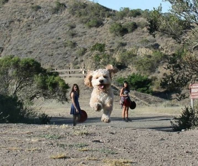 optical illusion dog looks huge