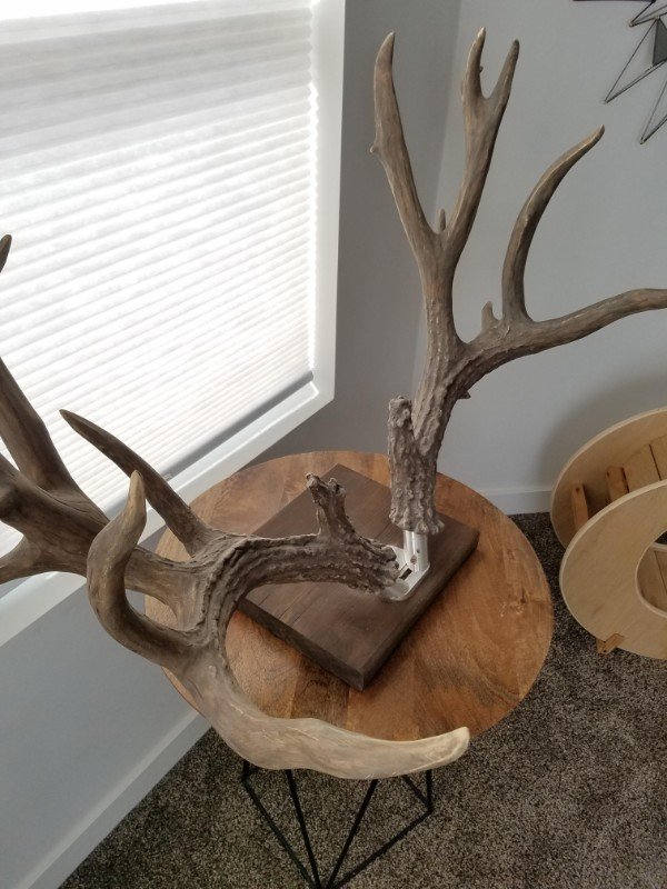 Antlers carved from a tree branch.