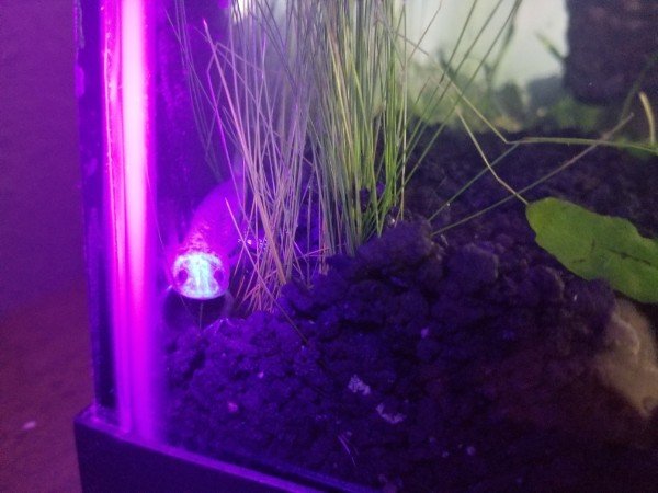 A baby axolotl glows under black light.